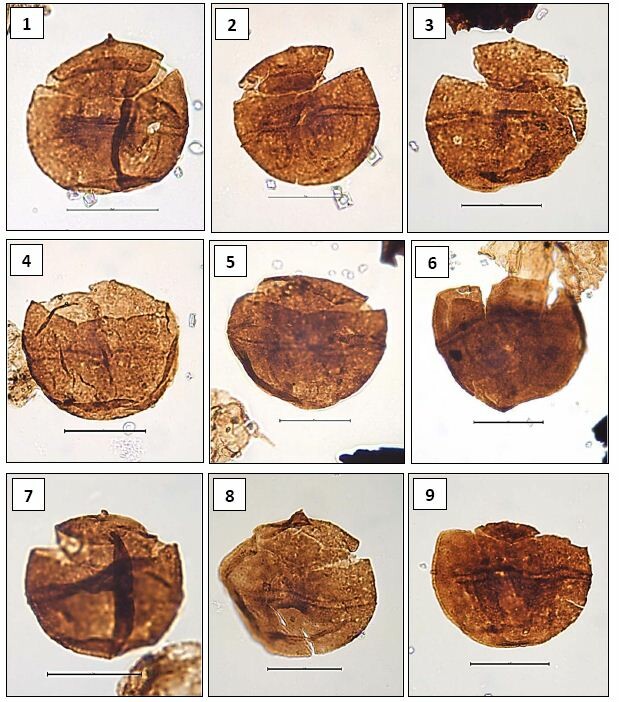 AsiaPaleofloras's tweet photo. #diveristy #taxonomy #biostratigraphy

📝 New Late #Cretaceous to earliest #Paleogene (#Campanian–#Danian) #dinoflagellate cysts from the Møre #Basin, offshore #Norway 🇳🇴

🔗 10.1080/01916122.2021.2006817
◾️Vieira and Mahdi | #Palynology https://t.co/cfAyWNPhu9