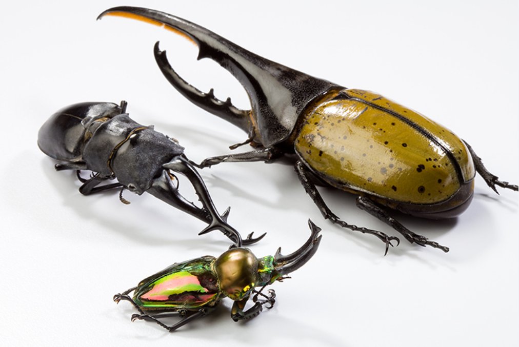 USDA_ARS's tweet image. Did you know? The ARS Systematic Entomology Lab has a collection of 100,000 specimens that can be used to identify harmful pests including these beetles--giraffe stag beetle (l), hercules beetle (r) king stag beetle (b). Learn about their work go.usa.gov/xeXR4 #SysEntLab