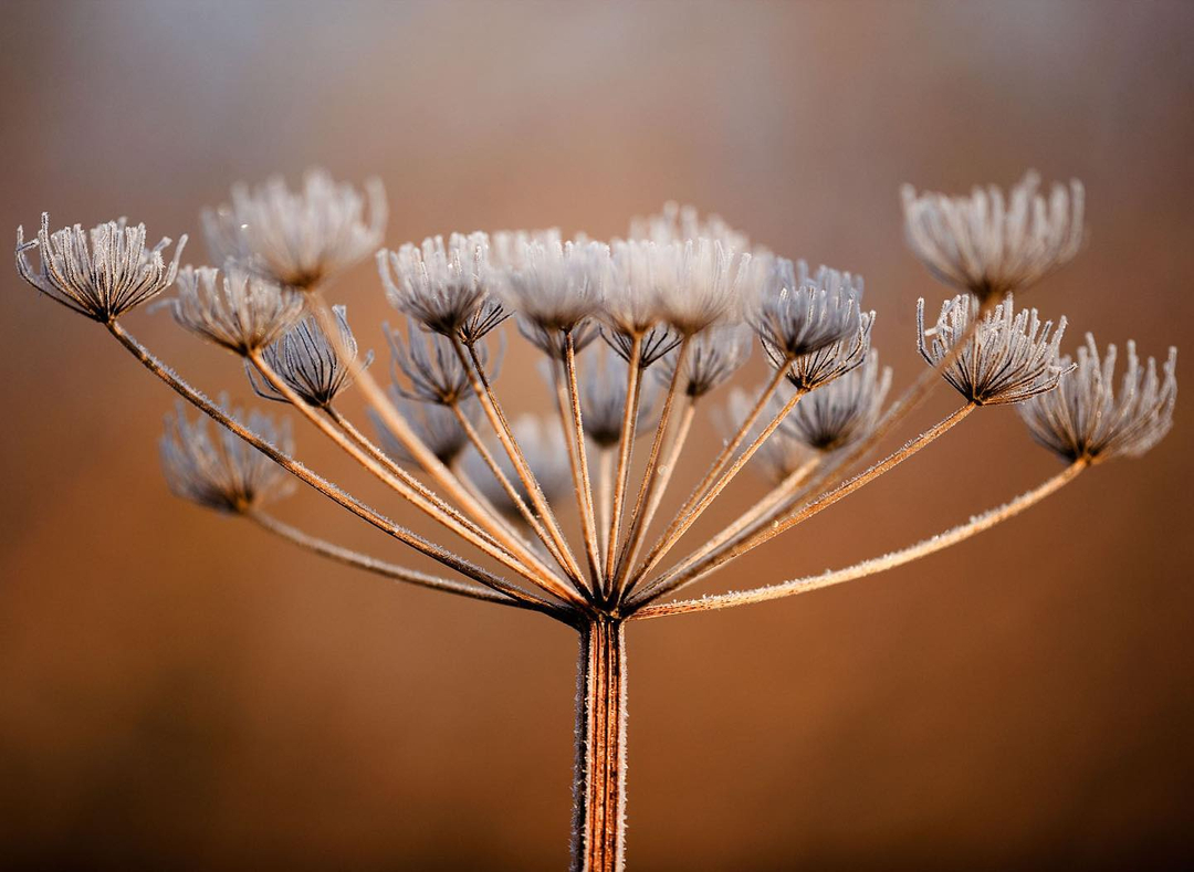 ciel1's tweet image. Burnished bronze and golden tones of a frosted Umbellifer seed head. Best left for our feathered friends and for their graceful winter structure 
#umbellifer #frostyumbellifer #winterstructure #foodforbirds #bronzeandgold #naturesdecorations #beautifulseedheads #seedhead #beautyi