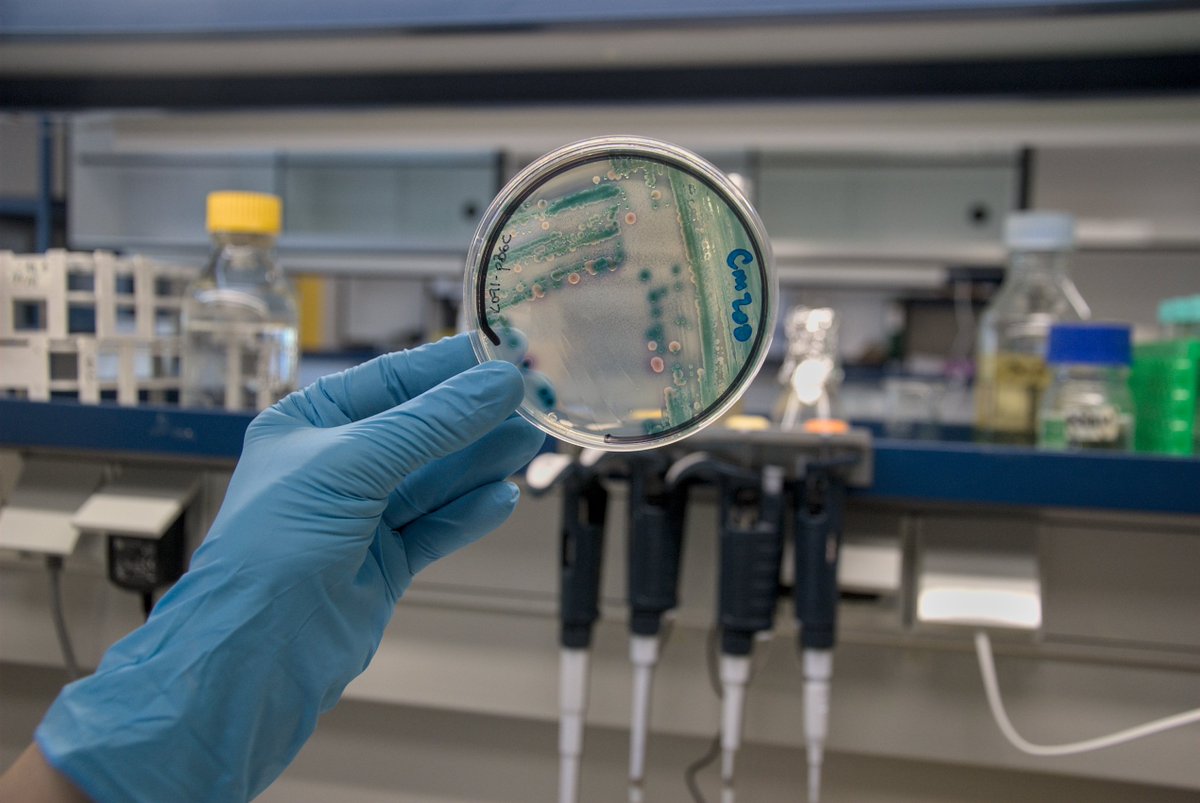 Las bacterias consiguen resistencias a los antibióticos mediante dos mecanismos: a través de mutaciones o adquiriendo genes resistentes del exterior a través de plásmidos, anillos de ADN que se transfieren de una bacteria a otra.
➡️bit.ly/3qPm4Br
#AntibioticAwarenessWeek