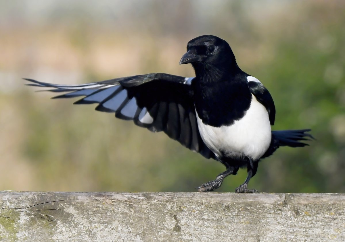 CarlBovisNature's tweet image. &apos;Don&apos;t panic... it&apos;s not one for sorrow, my mate is over there....&apos;
