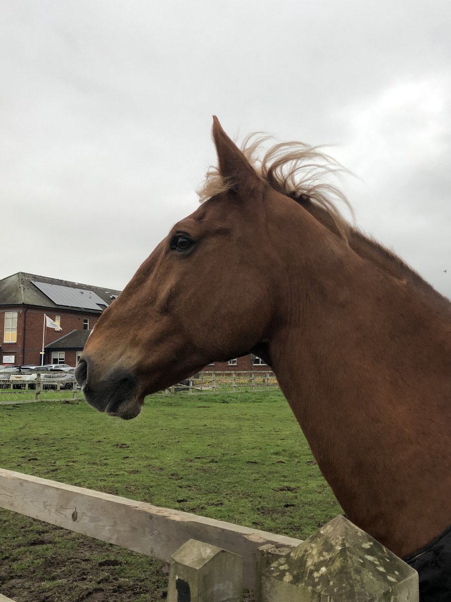 MerPolMounted's tweet photo. Boris was giving us his best angles this morning! #StandTall #PHBoris #TensAcrossTheBoard #StrikeAPose #Handsome https://t.co/wDLCmPWhIw