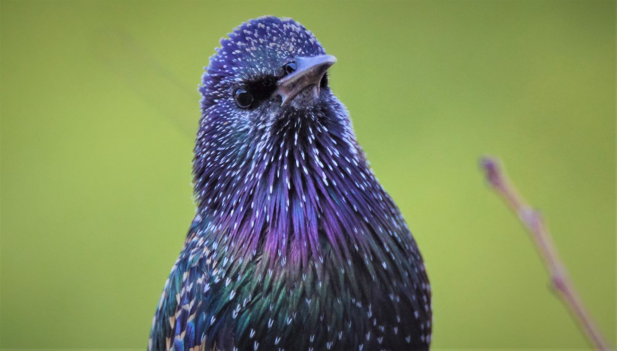 kevinwillans5's tweet photo. Only your average Starling. But in the right light? Stunning. https://t.co/WfBmvrPjxp