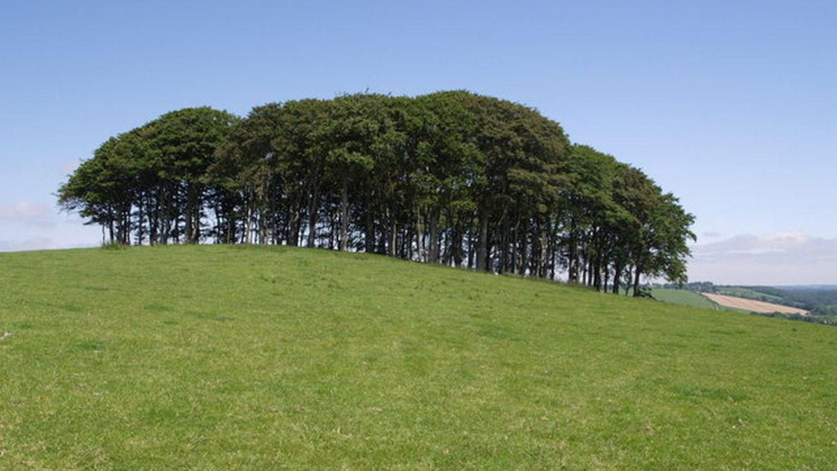 oldbarncornwall's tweet photo. We are nearly there! Of course we are talking about the #weekend but also if you are visiting us you may spot this famous landmark visible from the A30. For us they define being nearly home & for you that you are nearly here!🌳📸@cornwalllive #nearlyhometrees #nearlytheretrees https://t.co/UtJmwezBAp
