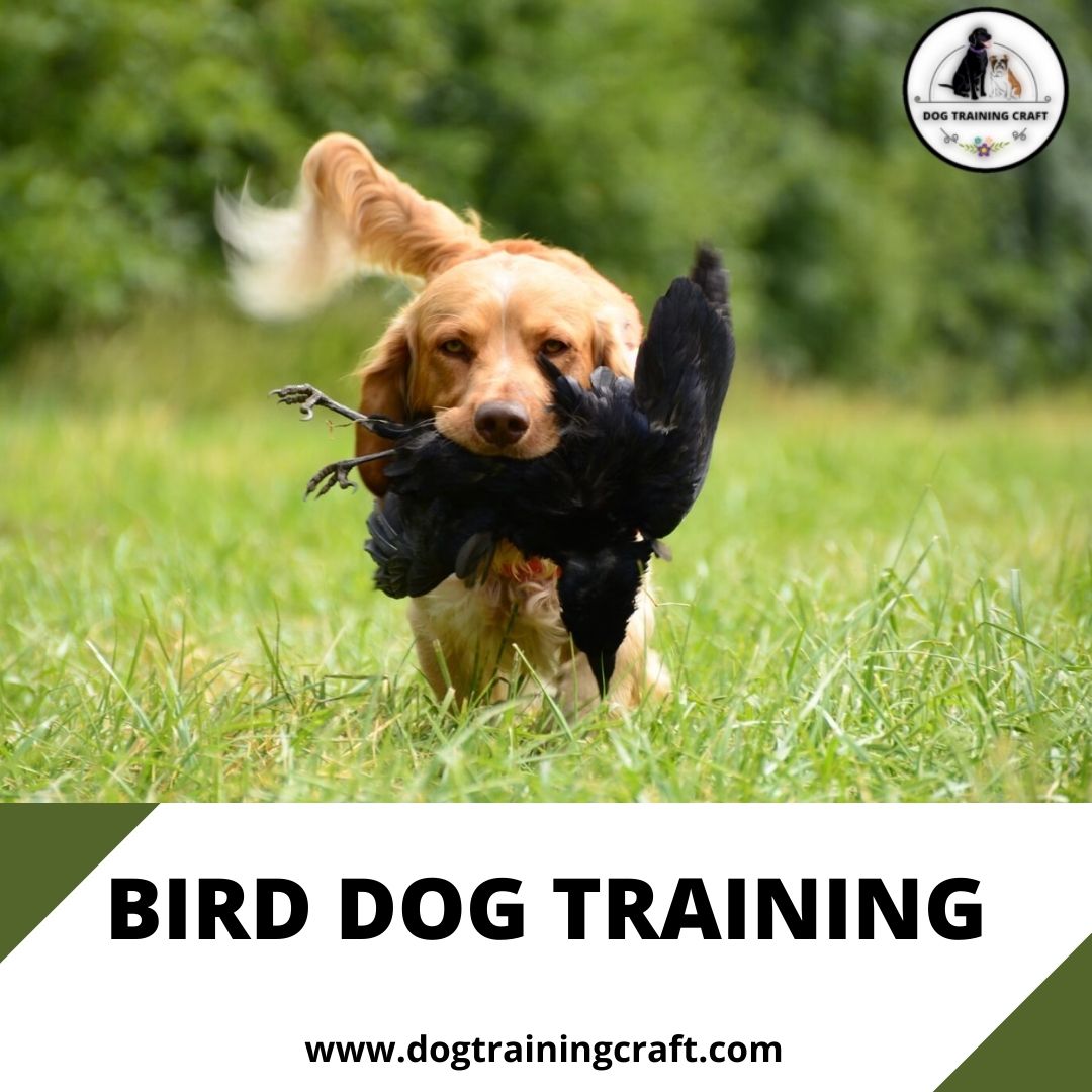 There are various dog breeds that are built for hunting, but regardless of which type you choose, you must educate them to hunt. You can teach your dog new things, but starting bird dog training at a young age is recommended.
dogtrainingcraft.com/bird-dog-train… 
#Dogs #BirdDogTraining #USA