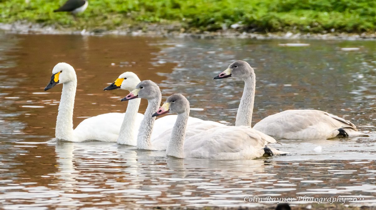 craynerphoto's tweet photo. Bewick’s swan family back from northern Russia. @WWTSlimbridge #wwt #slimbridge #swan #bewicks #wildlife #wildlifephotography #nature #NaturePhotography https://t.co/YOra9iDrDa