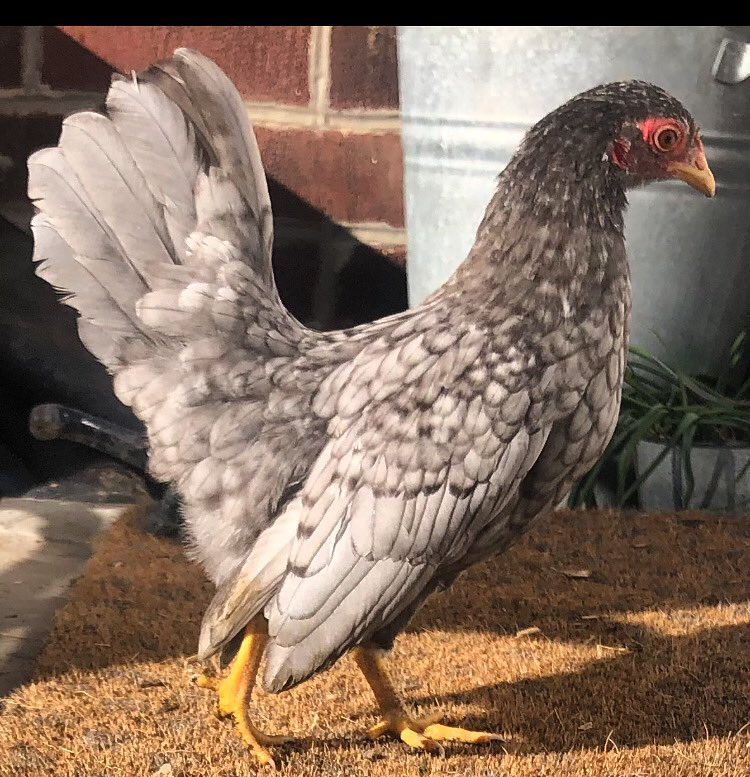 Jane_HollysHens's tweet photo. #serama #chicken #poultry #pretty #hatching #hatchingeggs #chickenkeeping #happyhens #eggs #lovewhatyoudodowhatyoulove #selfsufficientlife #thegoodlife #countrylife #farmlife #supportsmallbusiness #pullet #Yorkshire #barnsley #hollyshenshatchingeggs #hollyshenssouthyorkshire https://t.co/PxuVw6TC3Y