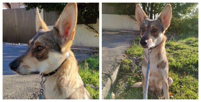 NUEVA VIDA ADOPCIONES tweet media