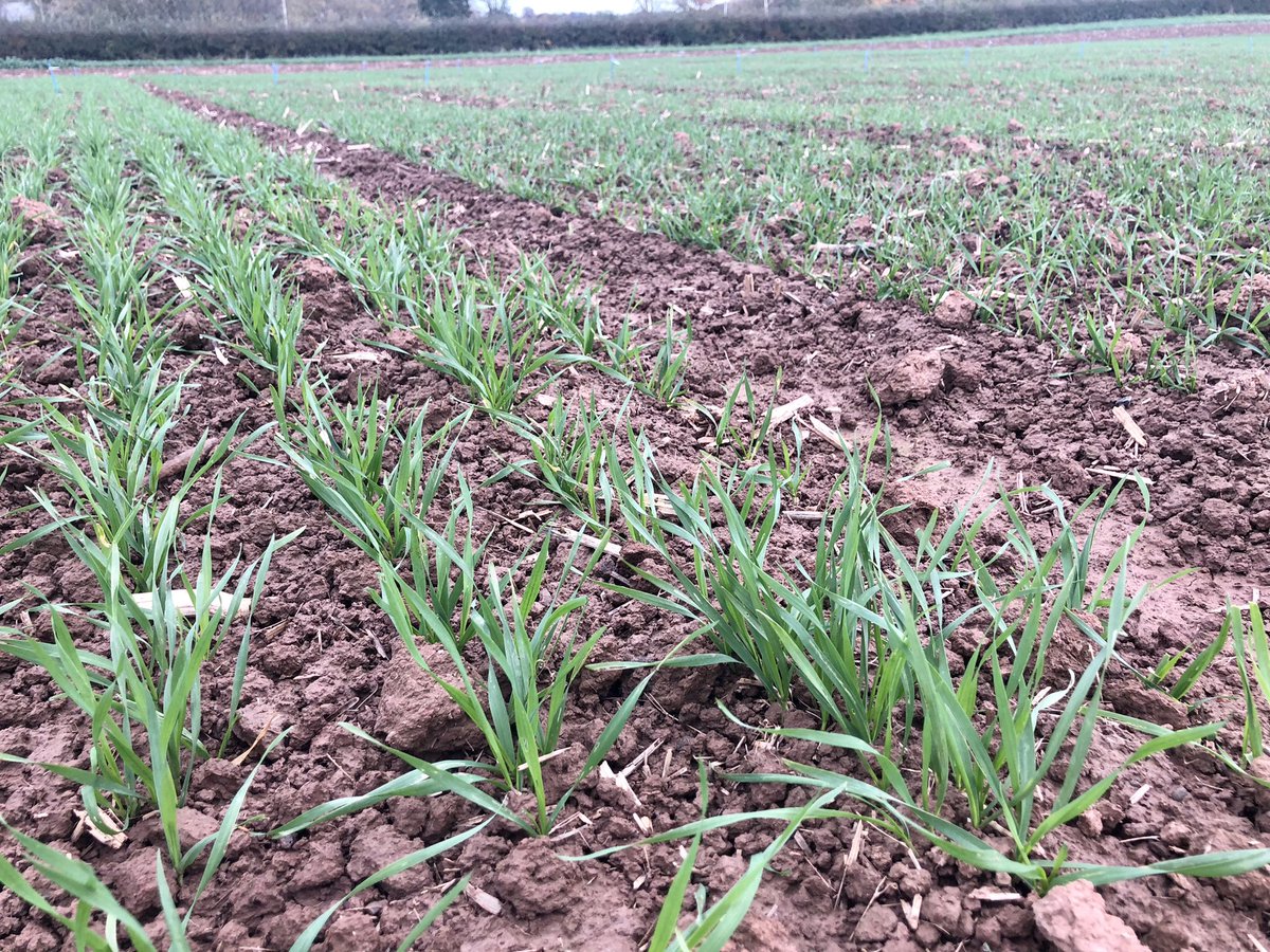 First assessment at our new trial site near Hereford done this morning. Plant counts, any pest/disease, GAI and soil sample taken.

All looking good at GS 13-21, drilled 11th Oct. Extase looking more vigorous already, taller but no difference in growth stage.
@Hutchinsons_Ag