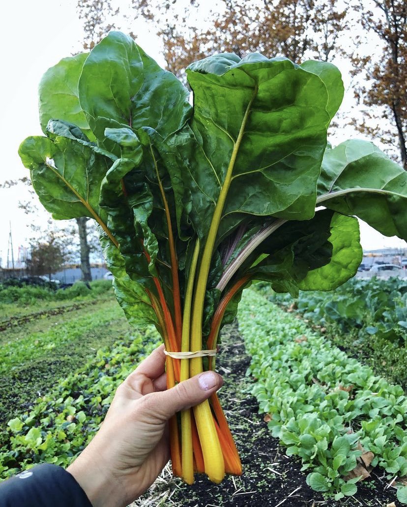rhookinitiative's tweet photo. Don't miss the last farm stand of the season this Saturday, 11/20! Come for these oh so tender greens and more fall-fresh goodiesβ¦ Plus, it's your last chance to spend those Healthbucks and FMNP checks too! 10am-3pm π₯¬π ππΆπ« #RedHookFarms #UrbanFarming #FreshFoodAccess https://t.co/1EqJ2V3Tnk