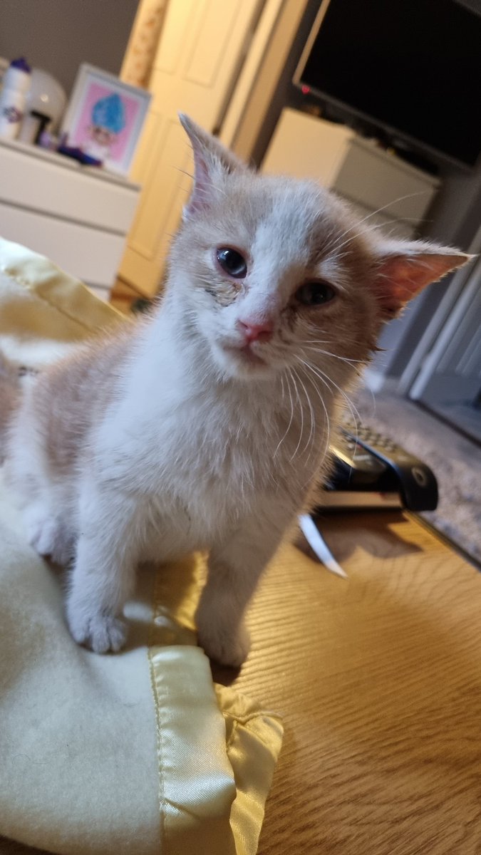 Just Ruth tweet media