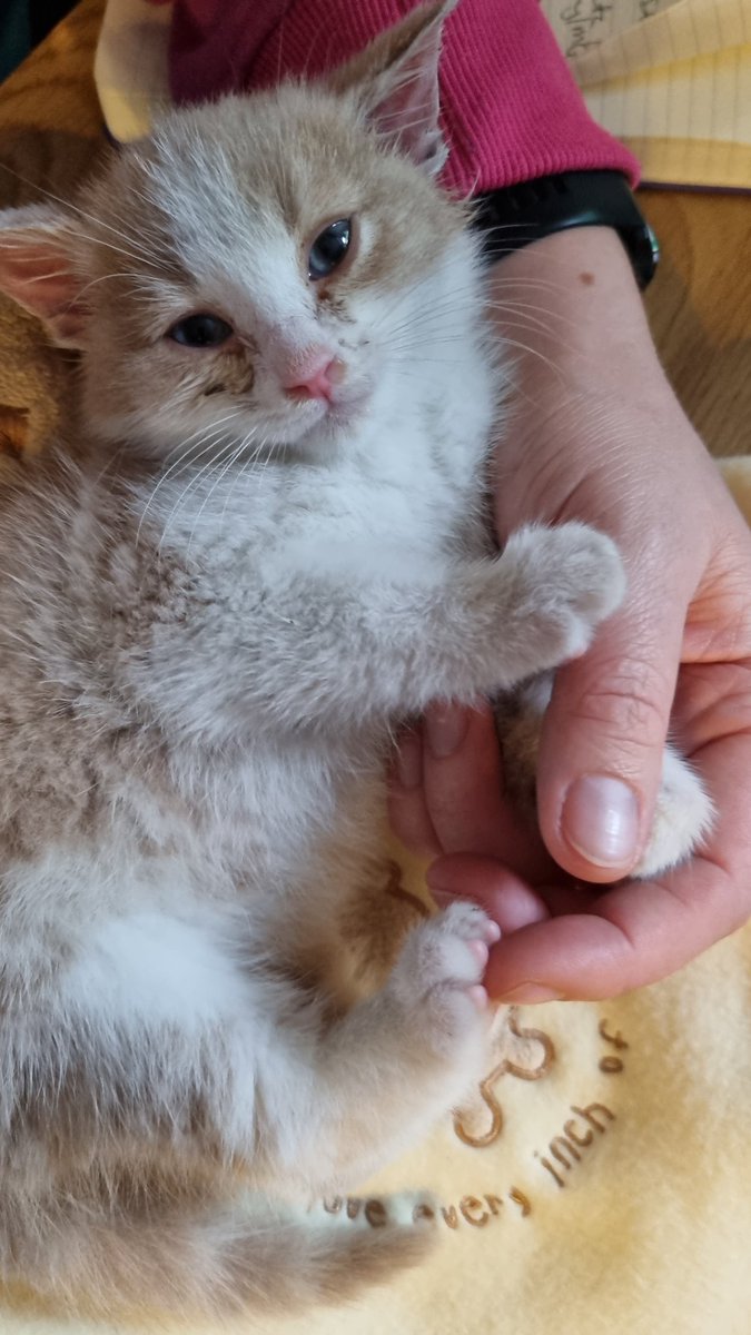 Just Ruth tweet media