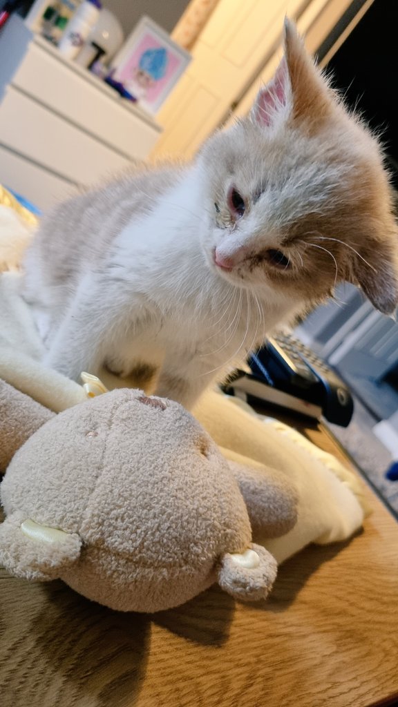 Just Ruth tweet media