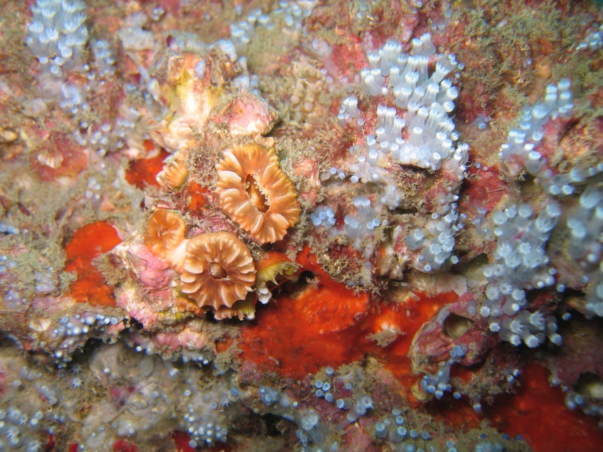 NCDEQ's tweet photo. North Carolina’s artificial reefs offer complex habitat for a wide variety of species. Find out more at ➡️ https://t.co/03WCpGsF6v #ncdmf #ncfisheries #saltwater #reef #fishing https://t.co/1XJWLzNDG0