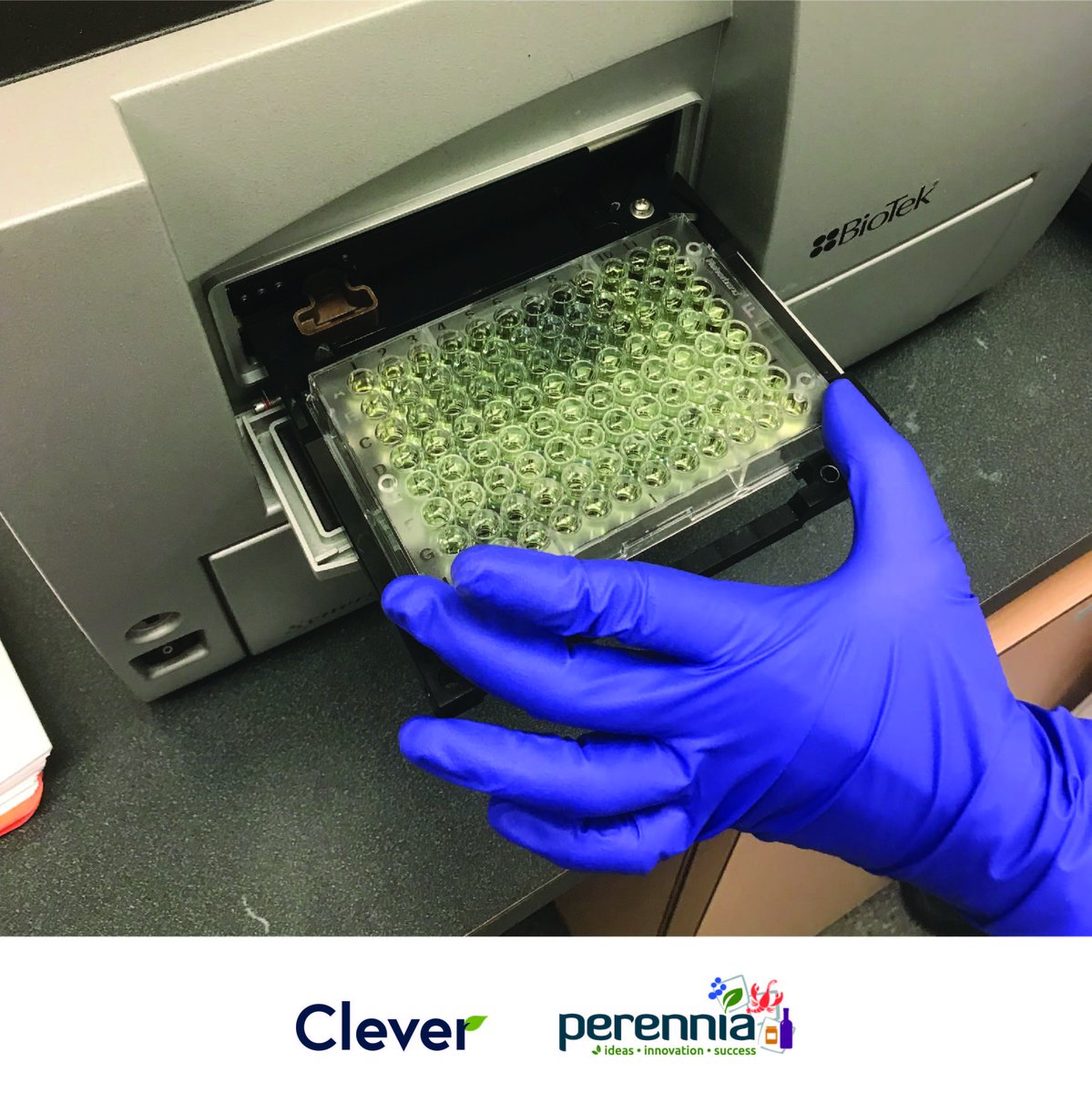 Perennia can provide polyphenolics testing of your berry beverage and other products. We also use standard methods to extract and test levels of these anti-oxidant compounds in other plant materials.  <a href="/Clever_Fruit/">Clever</a> 

#producttesting #NSBeverages #antioxidants