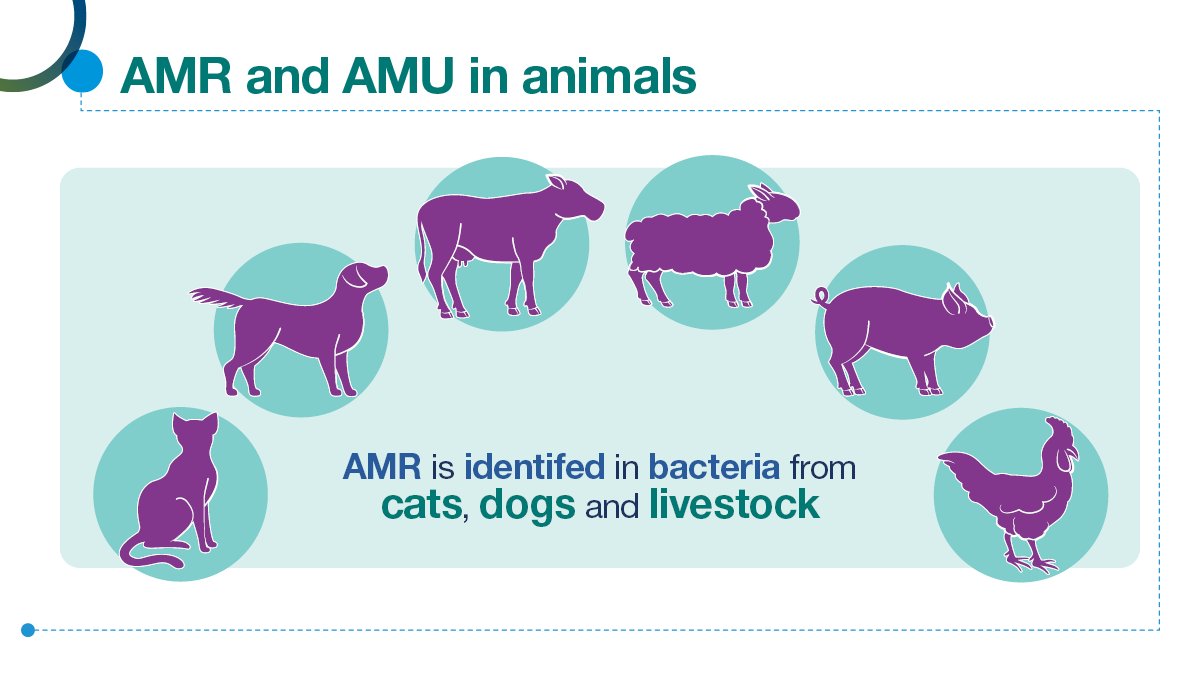 PSDScotland's tweet photo. #AMR is identified in bacteria from cats, dogs and livestock. #EAAD #WAAW #OneHealth #ARHAIScotland #SONAAR #IPC https://t.co/ltie6WXmPG https://t.co/0AQj1p4A1i