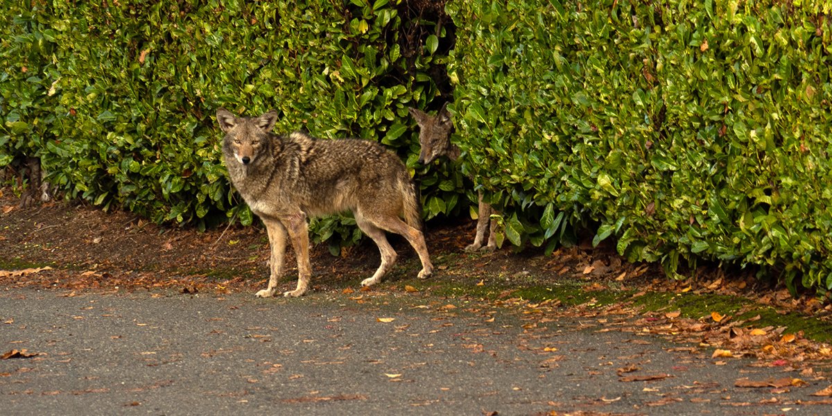 TownofWhitby's tweet photo. Whitby! Coyote sightings are up lately. Stay safe and help prevent conflicts with them by:
🚷 Keeping your distance
🍎 Never feeding them
🐕 Keeping pets away from them
🙌 Making loud noises and waving arms if approached 
For more tips: https://t.co/kRtDafB9vF https://t.co/CVv5g1qdtk