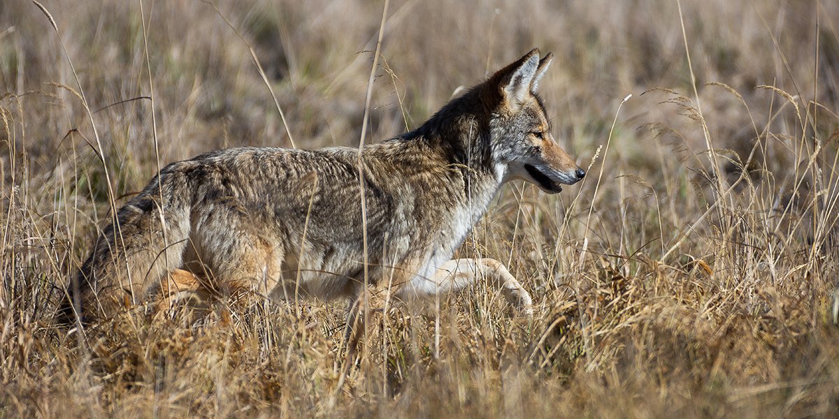 TownofWhitby's tweet photo. Whitby! Coyote sightings are up lately. Stay safe and help prevent conflicts with them by:
🚷 Keeping your distance
🍎 Never feeding them
🐕 Keeping pets away from them
🙌 Making loud noises and waving arms if approached 
For more tips: https://t.co/kRtDafB9vF https://t.co/CVv5g1qdtk