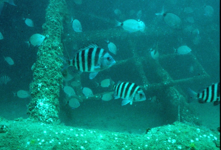 NCDEQ's tweet photo. North Carolina’s artificial reefs offer complex habitat for a wide variety of species. Find out more at ➡️ https://t.co/03WCpGsF6v #ncdmf #ncfisheries #saltwater #reef #fishing https://t.co/5sTwRYF8dI