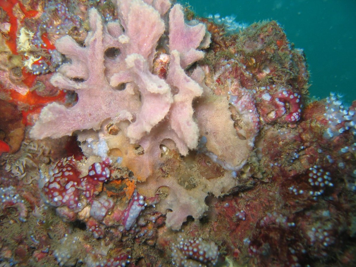 NCDEQ's tweet photo. North Carolina’s artificial reefs offer complex habitat for a wide variety of species. Find out more at ➡️ https://t.co/03WCpGsF6v #ncdmf #ncfisheries #saltwater #reef #fishing https://t.co/5sTwRYF8dI