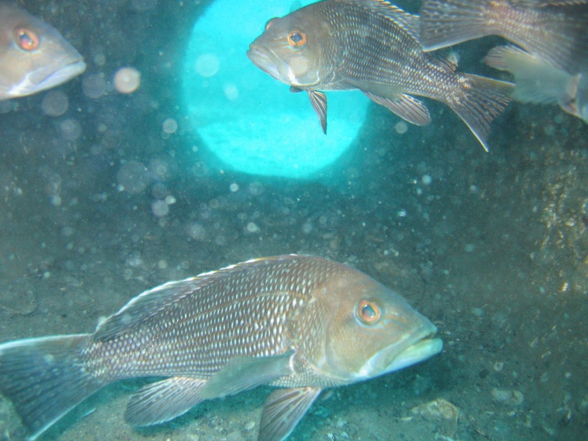 NCDEQ's tweet photo. North Carolina’s artificial reefs offer complex habitat for a wide variety of species. Find out more at ➡️ https://t.co/03WCpGsF6v #ncdmf #ncfisheries #saltwater #reef #fishing https://t.co/5sTwRYF8dI