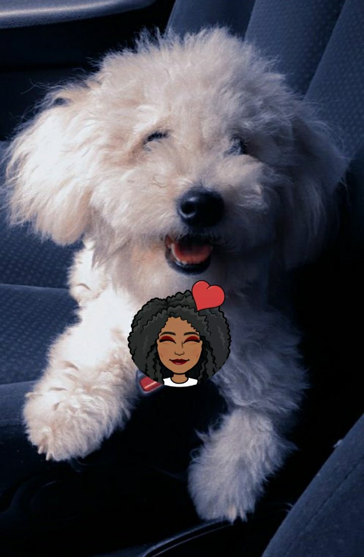 katheriwne's tweet photo. @fruttychocolatt @cityvetsv @jgro31 @Elmer_333 @Patodragonfly Yo nomino a mi Kira😍🥺, a mi pequeña preciosa, la adoptamos hace 1 año y es la modelito más linda😍. https://t.co/1sQf1WR4wl