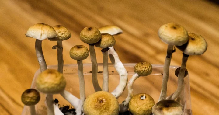 MichaelM_NFT's tweet photo. PA Psilocybin Bill Could Make The State A Frontrunner In Psychedelic Research, Aiding Vets &amp; First Responders https://t.co/4d4rSgYRpr #Cannabis #CompassPathways https://t.co/szxs6UhHfl