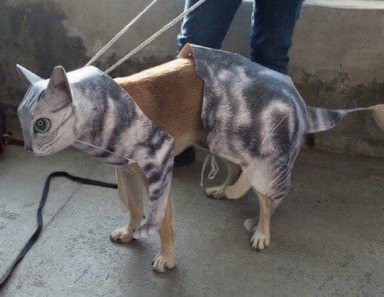 แมวเห่าได้ยัง