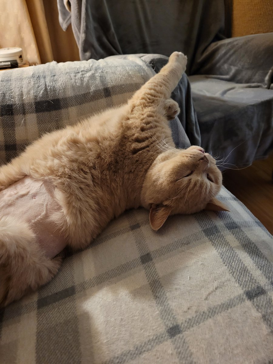 Hello everyone. Thank you for praying for CATE. A wise cat and a familiar face to many. Trusted and loved by all. Sweet, innocent, joyful. 

CATE is outliving the science mens prediction, he really loves life and life loves him too. 

Thank you and CATE sends love from his heart.