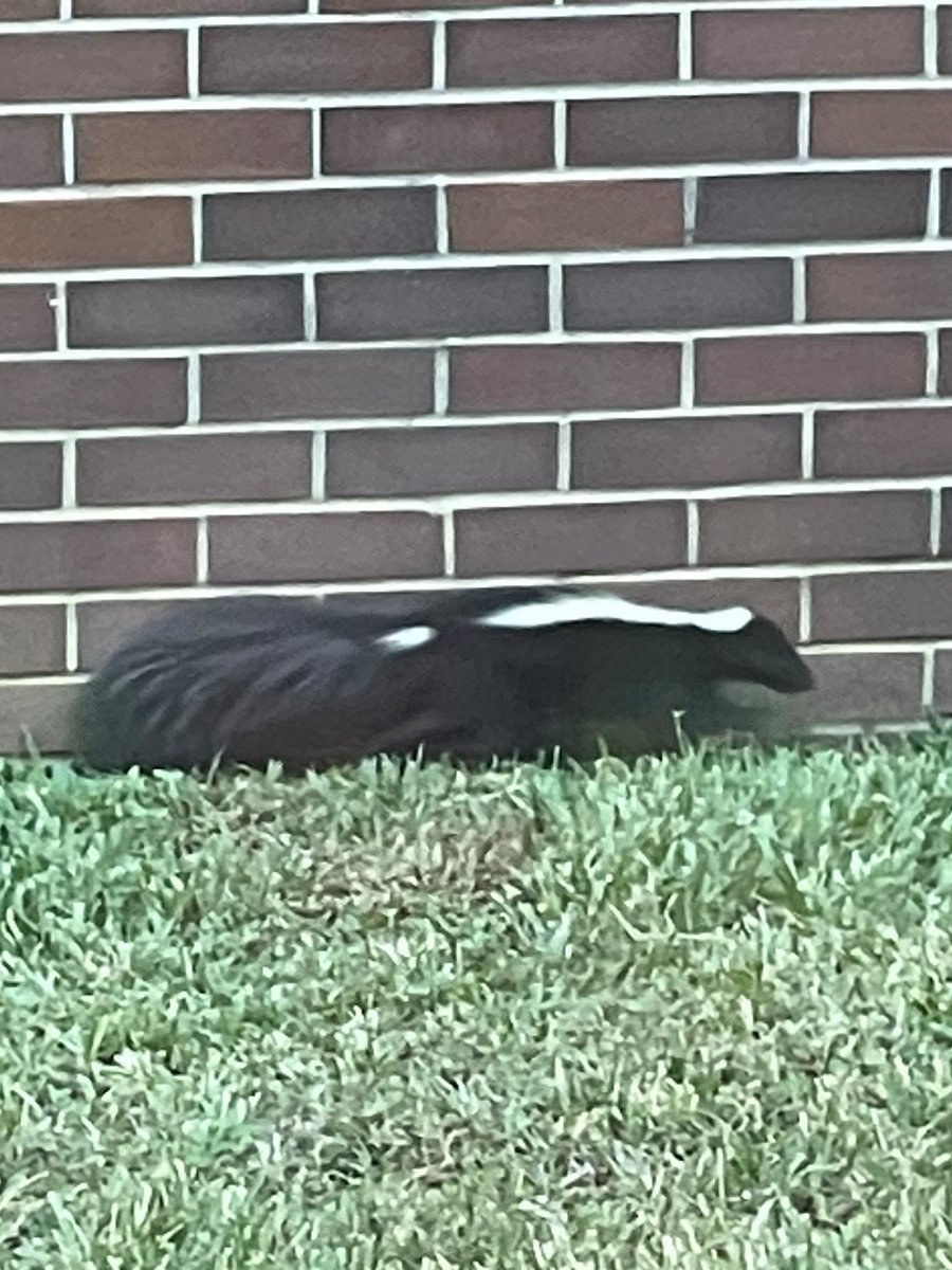 MarshallPonce's tweet photo. A new furry friend we did not expect to see at the college this morning. Where is that Coyote mascot when we need him? https://t.co/eiPpUqrYHI