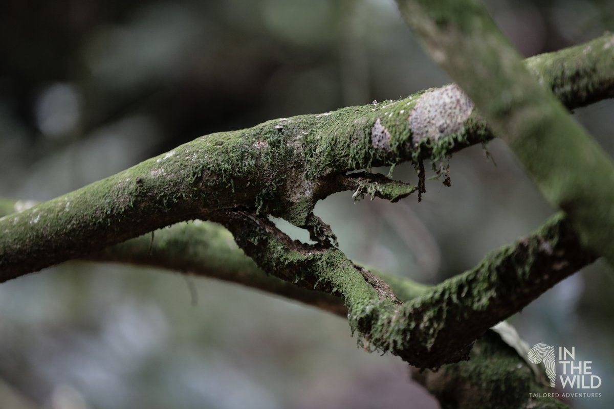 In The Wild tweet media