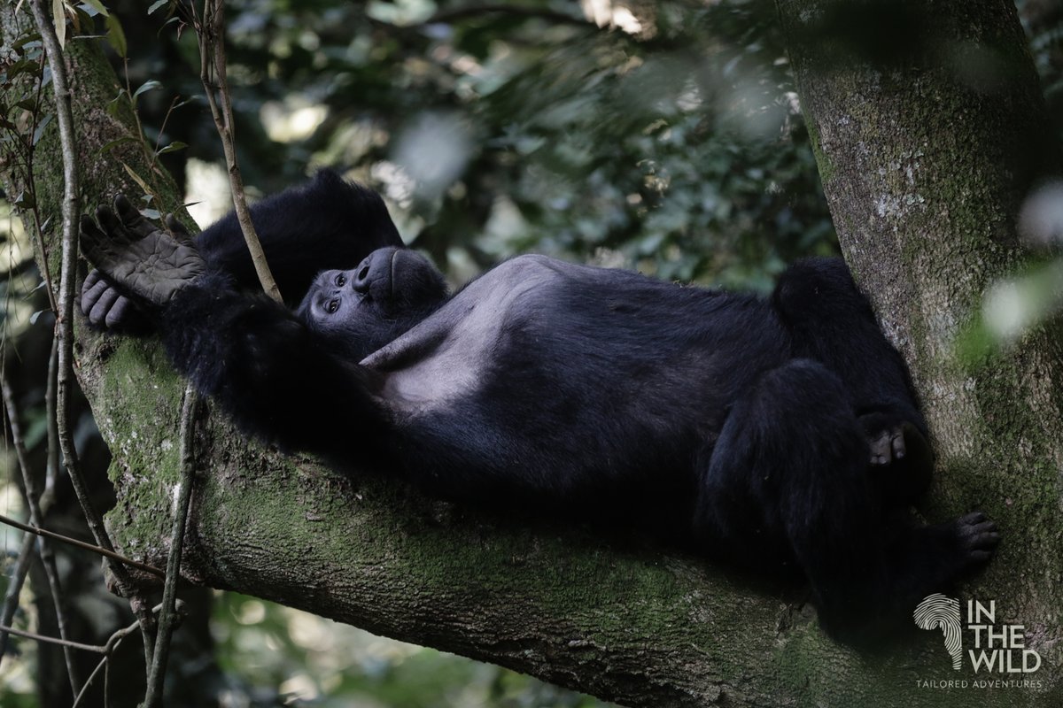 In The Wild tweet media