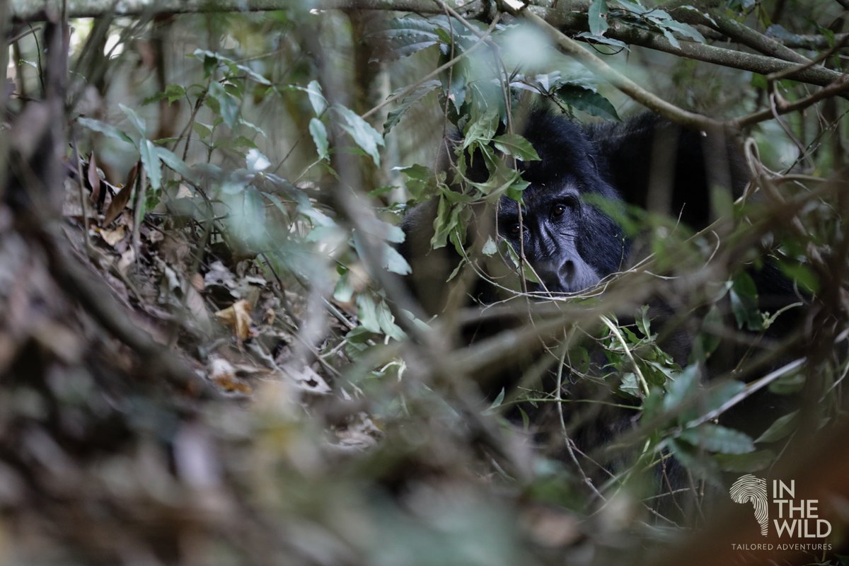 In The Wild tweet media