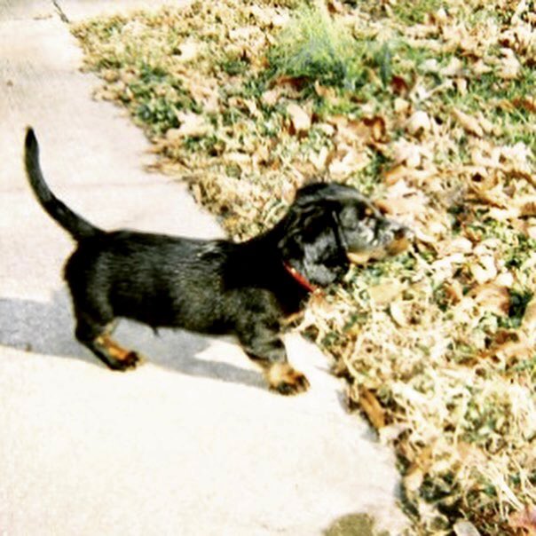 goonersgirl008's tweet photo. Happy 16th Birthday to this sweet, handsome old man, Chopper. He remains the sweetest, most low key, goodest boy in the world and spends his days right by daddy as always. I love you so much, Chop Chop!!! #dachshundsofinstagram #seniordogsofinstagram #daddydog #mansbestfriend🐶 https://t.co/b71b1DDYH4