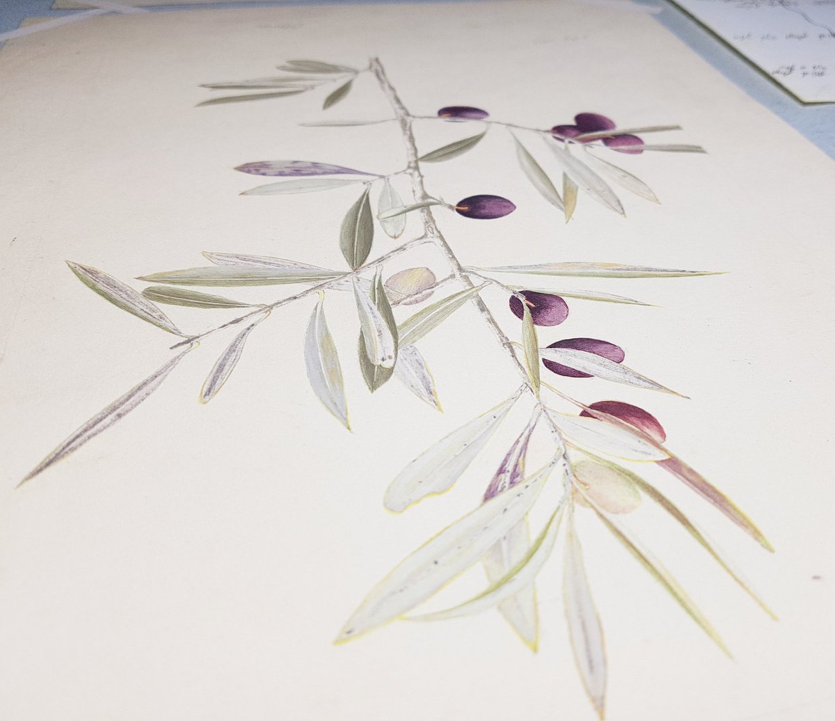 Herbier UCBLyon1 tweet media