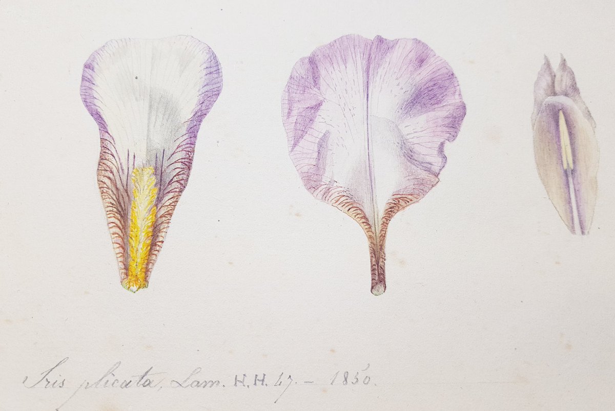 Herbier UCBLyon1 tweet media