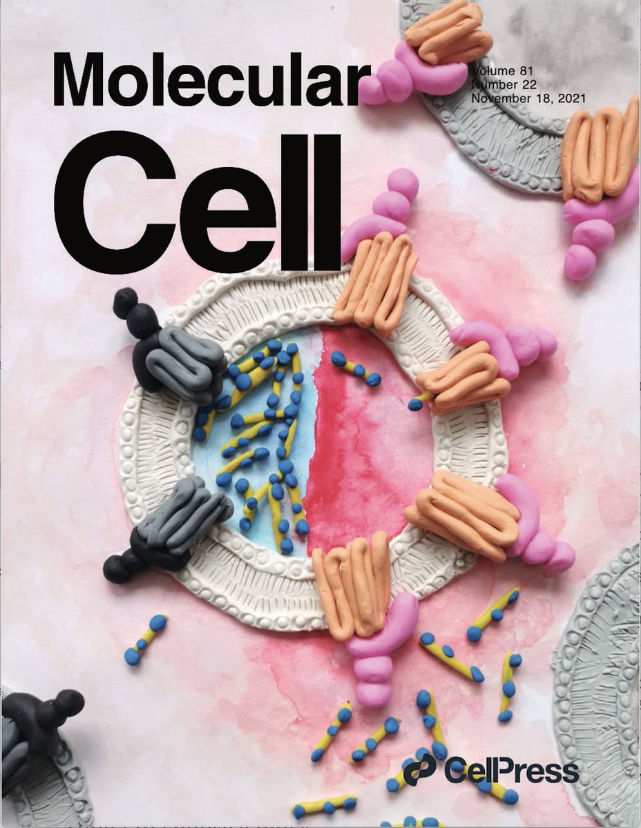 Endlessly honoured to be featured on the cover of <a href="/MolecularCell/">Molecular Cell</a> November Issue! Thanks to <a href="/SueISim/">Sue Sim</a> and E. Park <a href="/UCBerkeley/">UC Berkeley</a> who involved me in this collaboration on human ATP13A2 and made the #scientist and #artist in me learn, play and imagine a 3D #artwork like this!