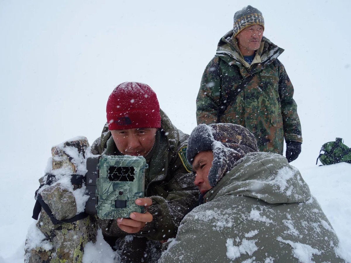 New network of trail cameras was set up to monitor Snow leopard at Ak Cholushpa park in the Altai mountains. At least 5 leopards were registered there several years ago;new cameras will help the park’s team to get more information about the endangered & secretive predator @wwfRU