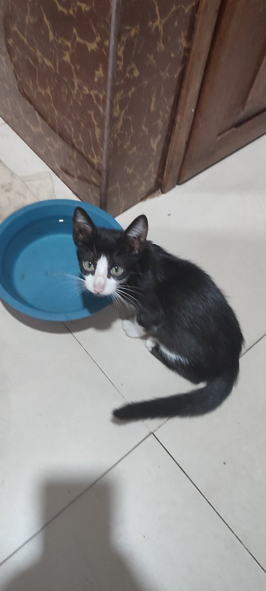 AdamAguilarBF61's tweet photo. ATENCIÓN!!!!
Alguien responsable y de corazón gatuno que quiera adoptar a este Michite... 
Se encuentra en los @bomberosdefdopy  info al 021514951 o al PV 
Es súper agradable... #GATITA #GATITO #AdopcionResponsable #Adopta @koalandeMichi https://t.co/xfZSZPIKNf