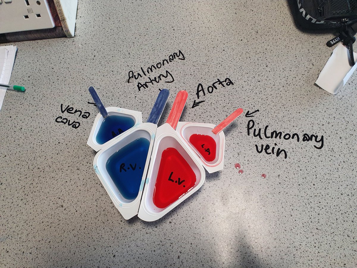 Miss Macpherson 👩🏼🏫 tweet media