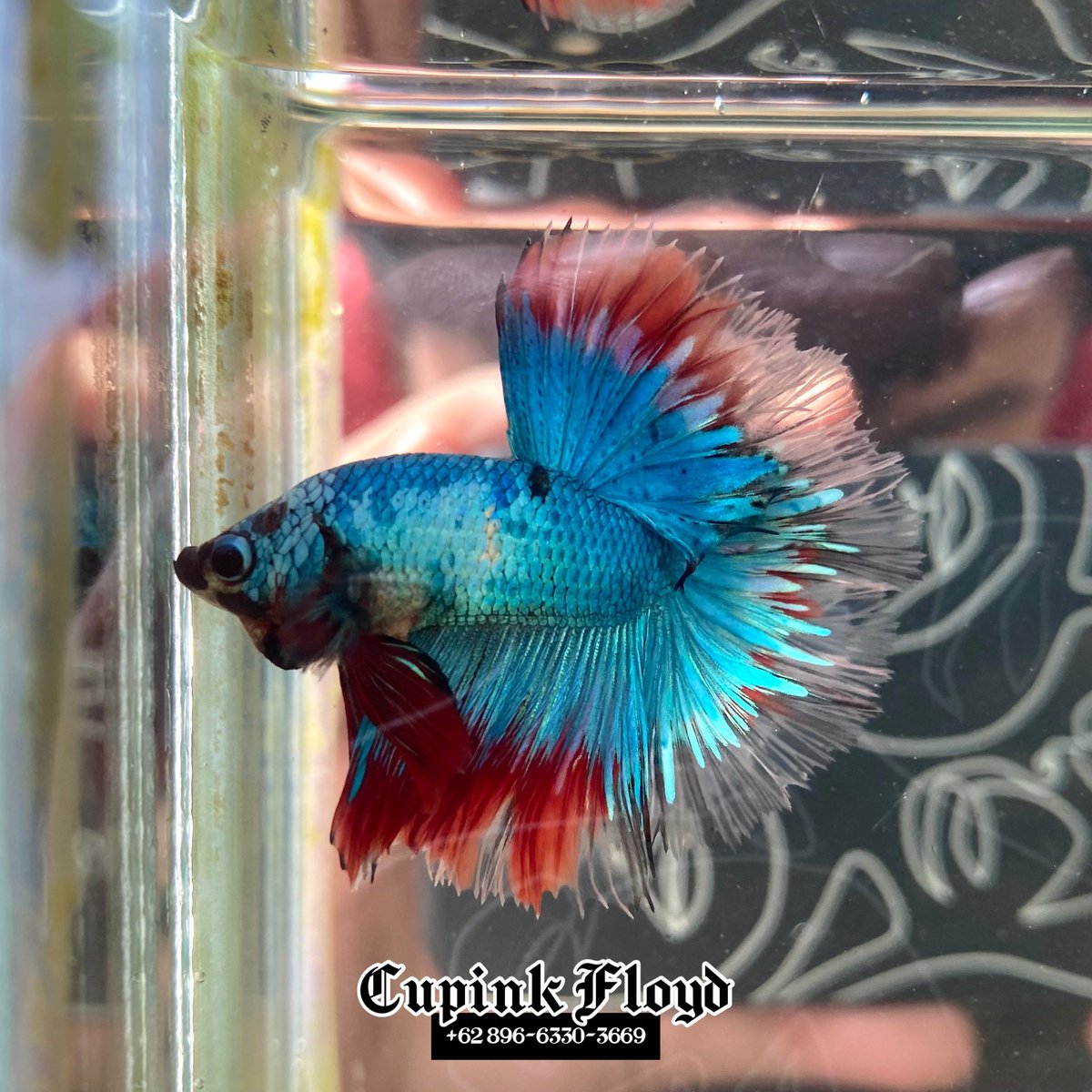 Halfmoon Fancy Mohawk🥰