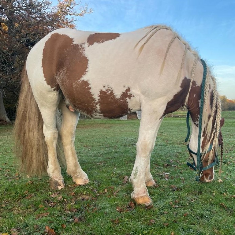 KESPreparatory's tweet photo. We are excited to introduce the newest member of our Stroud family. Meet Tully: a seven year old Skewbald Cob. He is settling in wonderfully and looking forward to meeting all the children and starting his riding lessons in the New Year #StroudFarm #ForeverUndaunted https://t.co/WVrAECJtu4