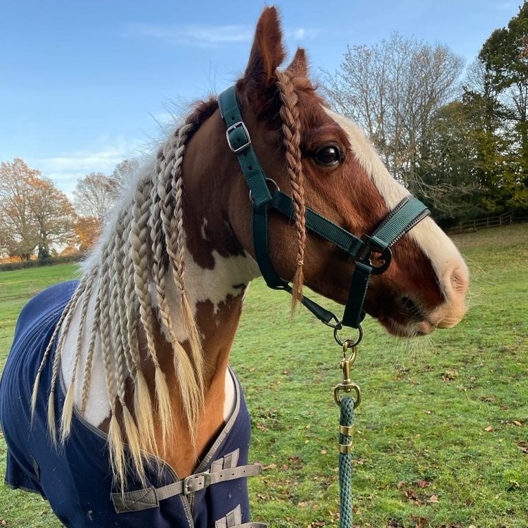 KESPreparatory's tweet photo. We are excited to introduce the newest member of our Stroud family. Meet Tully: a seven year old Skewbald Cob. He is settling in wonderfully and looking forward to meeting all the children and starting his riding lessons in the New Year #StroudFarm #ForeverUndaunted https://t.co/WVrAECJtu4