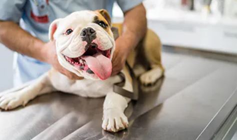 CareerMvhs's tweet photo. 🐶Checkout Banfield Pet Hospital's Internship: https://t.co/H65hmpSo6m
😾 Want to join Banfield's Youth Advisory Board? https://t.co/SZgnZjfFdU https://t.co/WoefEWucsl