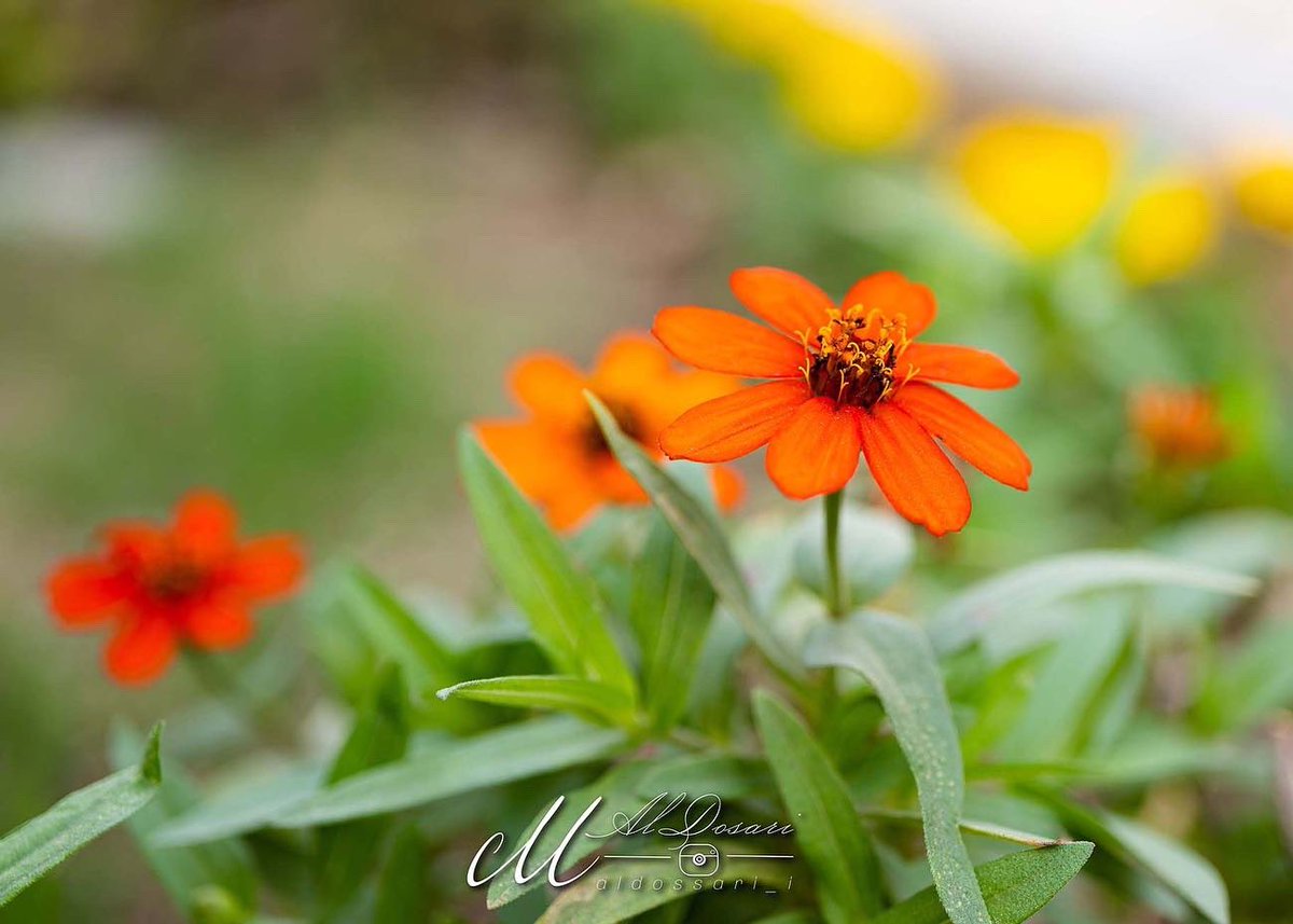 ALDOSSARI_I's tweet photo. #macro #macrophotography #nature #naturephotography #photography #flowers #insects #perfection #insect #photooftheday #naturelovers #macrophoto #macroworld #flower #phc12 #macros #Nikon #insectphotography #flowerphotography #insectsofinstagram #theschoolofphotography #aldossari_i https://t.co/qevGlj3VV1