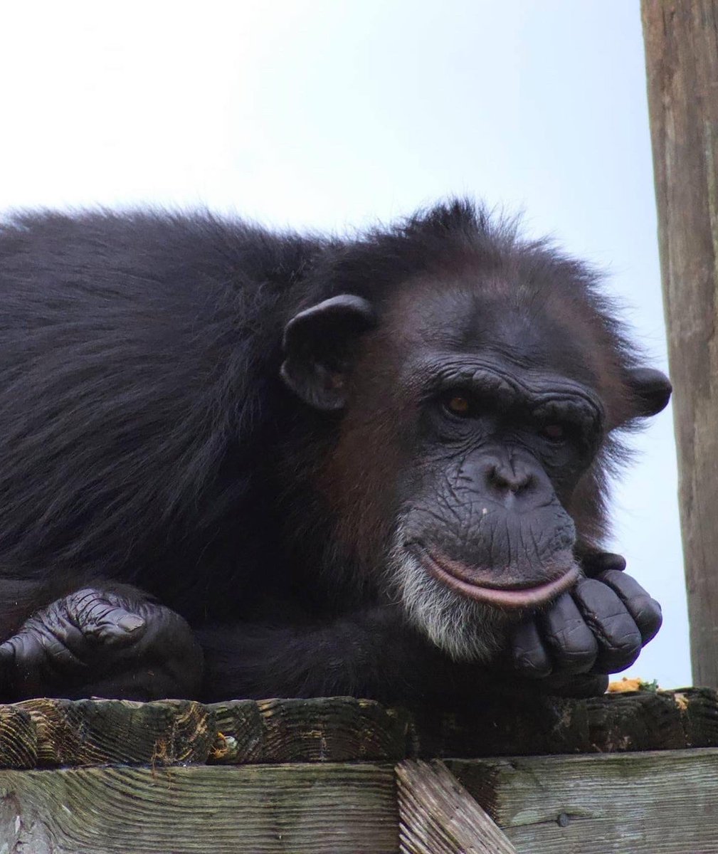 SaveTheChimps's tweet photo. This week we’re celebrating the birthdays of #KatinaTheChimp and #TerryTheChimp! To show these two some birthday love, you can symbolically adopt one (or both) today! Click here to celebrate: https://t.co/km5oH7Mhnw 🎉 #SavetheChimps https://t.co/ShegIGtMxt