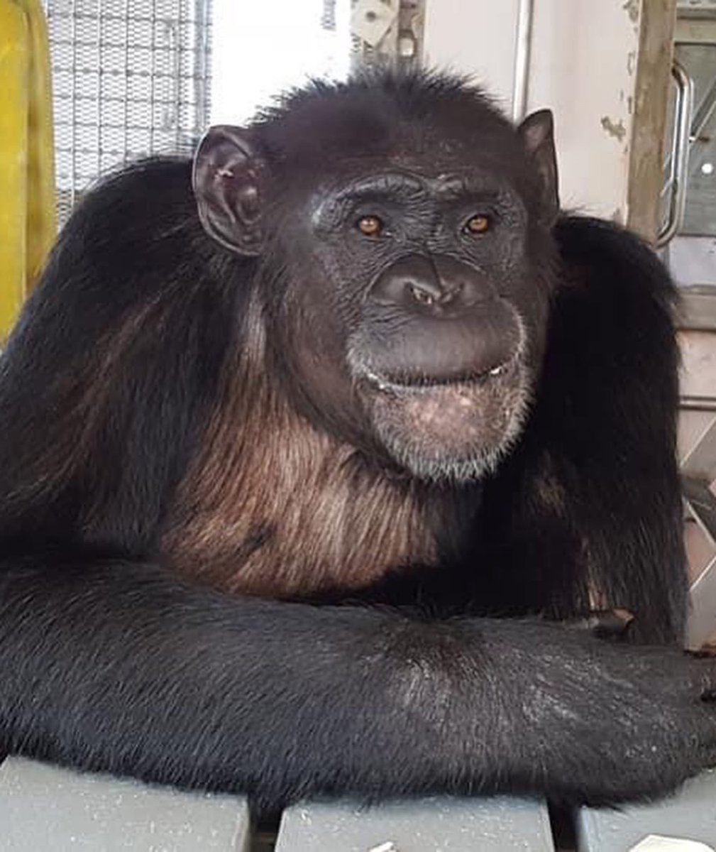 SaveTheChimps's tweet photo. This week we’re celebrating the birthdays of #KatinaTheChimp and #TerryTheChimp! To show these two some birthday love, you can symbolically adopt one (or both) today! Click here to celebrate: https://t.co/km5oH7Mhnw 🎉 #SavetheChimps https://t.co/ShegIGtMxt