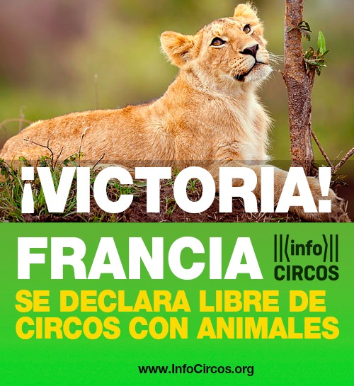 ¡VICTORIA! Es oficial 🥳 Francia ha aprobado su proyecto de ley de #BienestarAnimal que incluye la prohibición del uso de animales salvajes en circos! #CircosSinAnimales

Felicidades a las entidades que lo han hecho realidad! 👏👏👏 <a href="/code_animal/">Code Animal</a> <a href="/FBB_Officiel/">Fondation Brigitte Bardot</a> @fondationLFD Bravo!