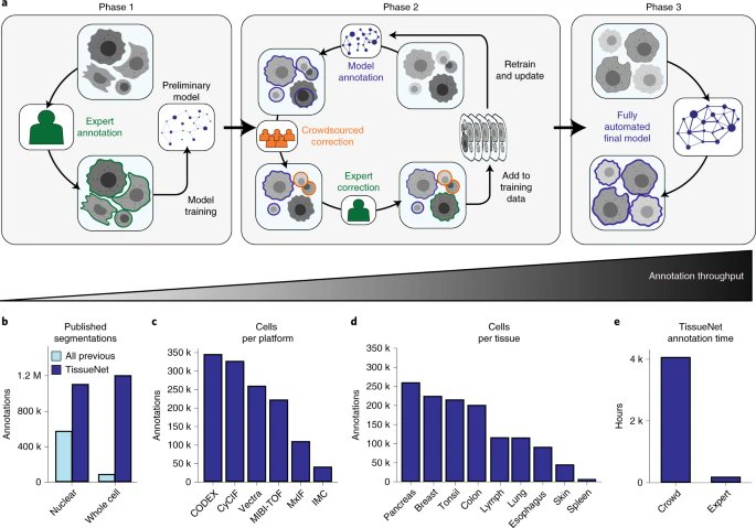 NatureBiotech's tweet photo. Whole-cell segmentation of tissue images with human-level performance using large-scale data annotation and deep learning https://t.co/hE2IuZiGB4 https://t.co/nprc73Jj33