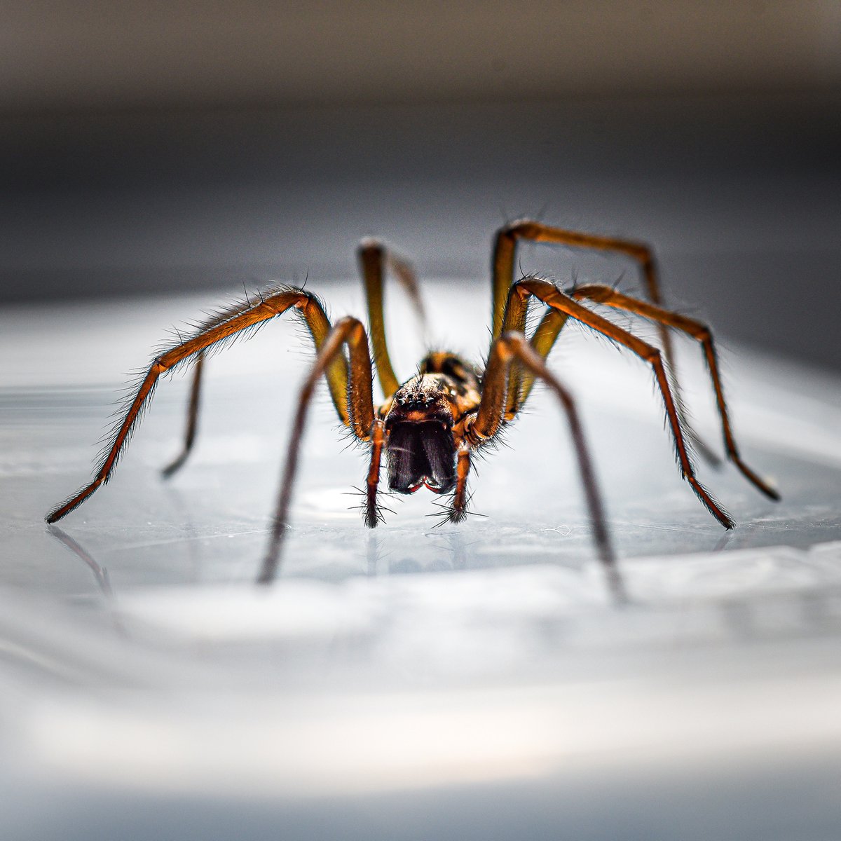 StatePestAROK's tweet photo. Spiders seek out dark, warm places when it gets cold outside. Routine, thorough house cleaning is the best way to eliminate spiders and discourage their return. Learn more at https://t.co/RXDK9I4kmW.
#StatePestControl #SpiderControl #PestControl https://t.co/HFzMwScNiL